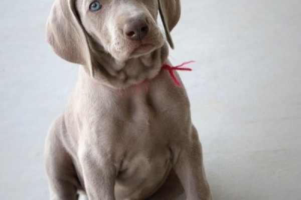 www.barrettweimaraners.com 2017-06-17 381