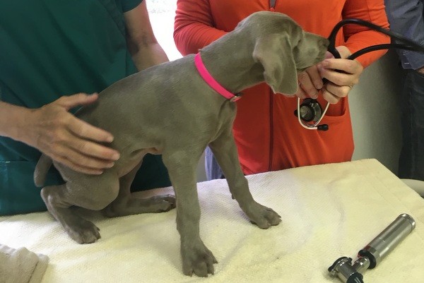 www.barrettweimaraners.com 2017-06-23 Puppies Visit Dr. Kathy Wentworth 09