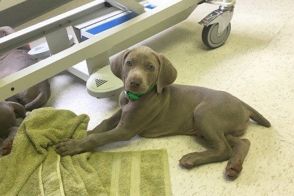 www.barrettweimaraners.com 2017-06-23 Puppies Visit Dr. Kathy Wentworth 21
