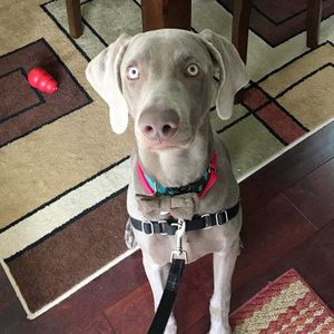 www.barrettweimaraners.com_2017-11-15_Shadowfax Square