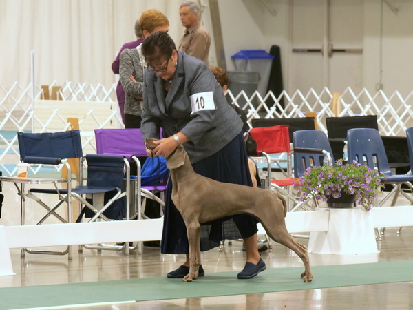 001 www.barrettweimaraners.com_2018-06-13_STAR’S ELECTRICAL OUTPUT