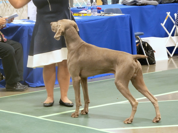012 www.barrettweimaraners.com_2018-06-13_CH TRAX BLAISE PASCAL