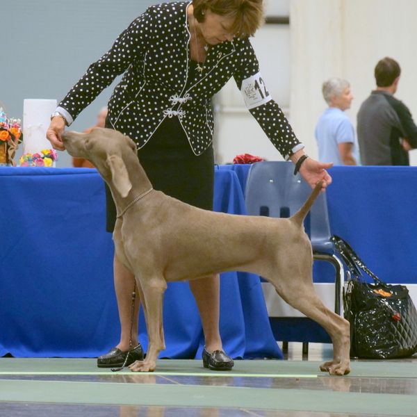 019.1 www.barrettweimaraners.com_2018-06-13_GCH HARLINE WIN’WEIM THERE’S SOMETHING ABOUT MARY