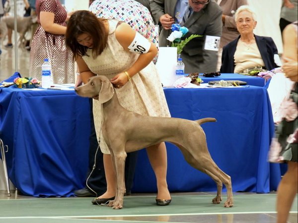 020 www.barrettweimaraners.com_2018-06-12_SMOKEY TOPAZ N’ BARRETT’S RUBY MOUNTAIN