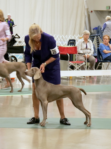 022 www.barrettweimaraners.com_2018-06-12_SMOKEY TOPAZ N’ BARRETT’S SANTA MARGARITA PEAK