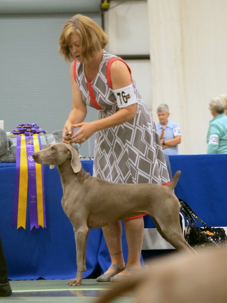 031.1 www.barrettweimaraners.com_2018-06-13_ZAUBERHAFT & EDEN’S DARK PERSUASION