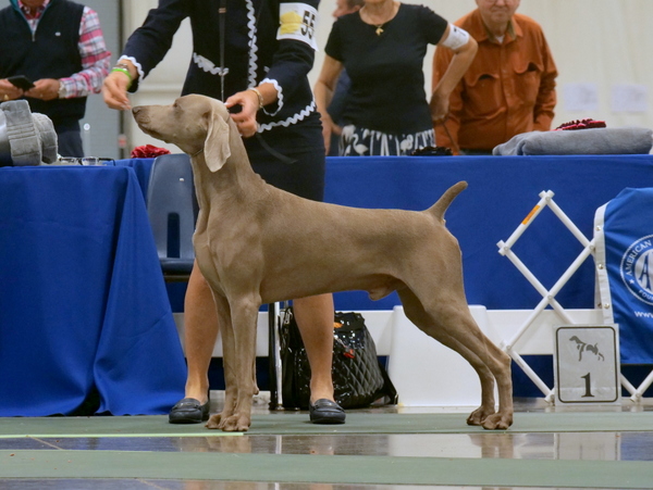 031.6 www.barrettweimaraners.com_2018-06-13_GCHG CAMELOT’S LUXE WINTER’S WALTZ JH