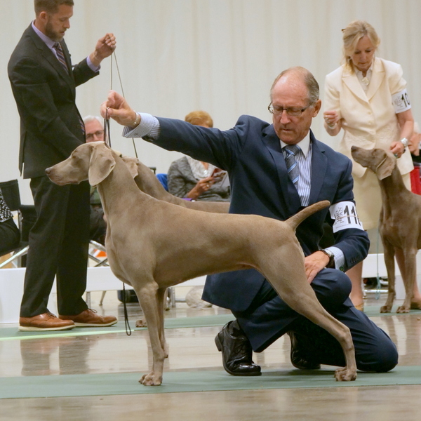 036 www.barrettweimaraners.com_2018-06-13_GCH SILHOUETTE’S SHOWSTOPPER