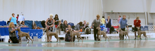 040 www.barrettweimaraners.com_2018-06-13_Futurity-Junior-Bitch-Class-Partial-Lineup