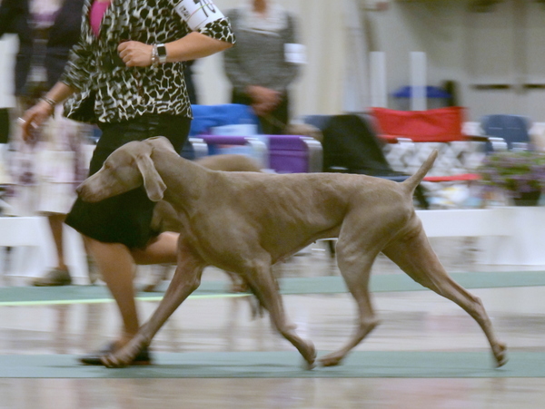 048 www.barrettweimaraners.com_2018-06-13_KOPING WIN’WEIM ANSON RAINBOW