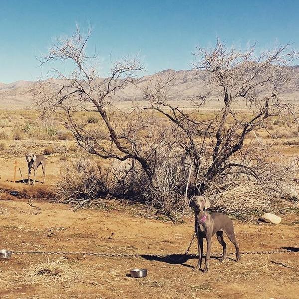 2016-02-08_www.barrettweimaraners.com_LunaBot