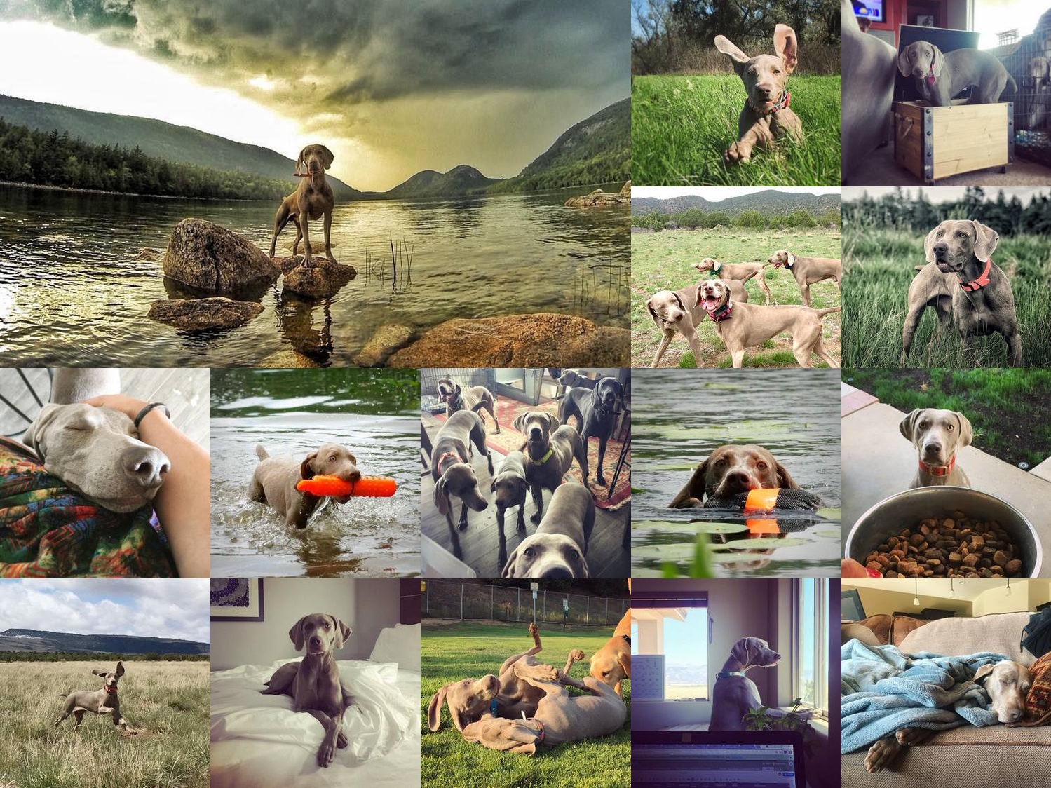 2018-07-23_www.barrettweimaraners.com_Summer-Collage