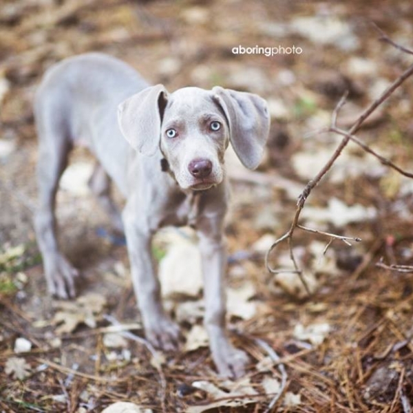 2014-07-08_www.barrettweimaraners.com_Gracie-01