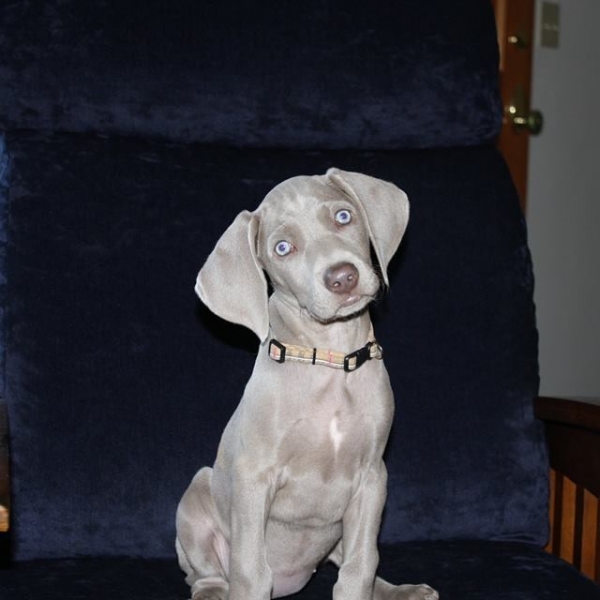 2014-07-14_www.barrettweimaraners.com_Gracie-02