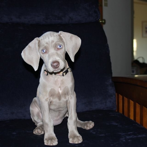 2014-07-14_www.barrettweimaraners.com_Gracie
