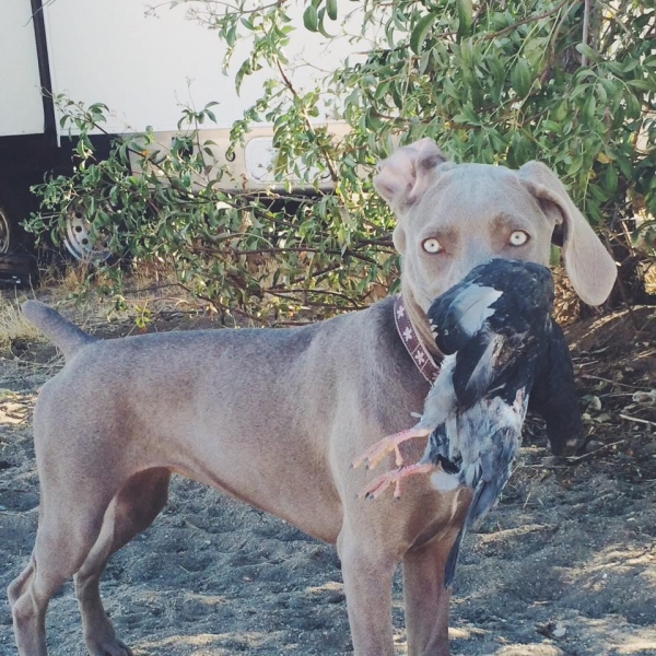 2014-09-01_www.barrettweimaraners.com_Gracie