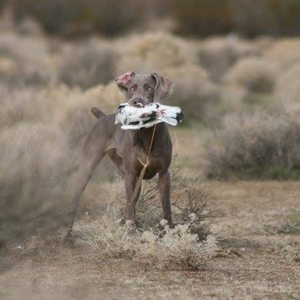 2014-12-22_www.barrettweimaraners.com_Gracie-01