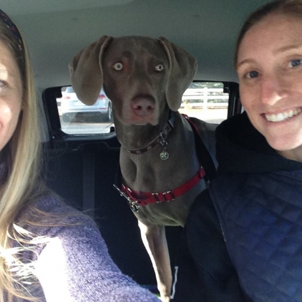 2015-01-18_www.barrettweimaraners.com_Gracie