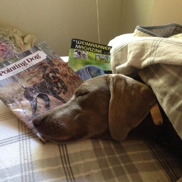 2015-05-03_www.barrettweimaraners.com_Gracie