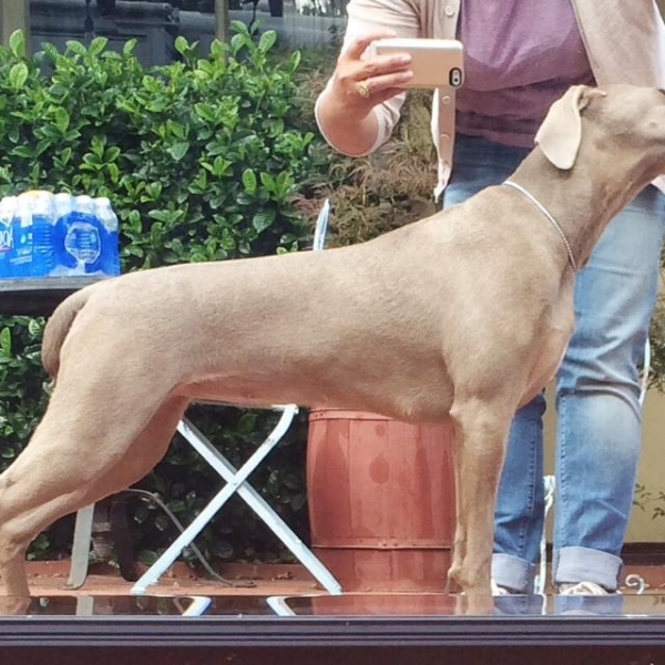 2015-05-21_www.barrettweimaraners.com_Gracie-01