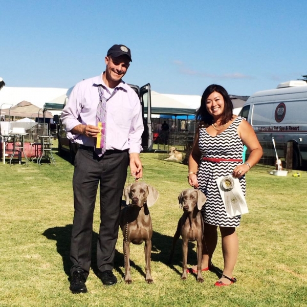 2015-07-11_www.barrettweimaraners.com_Gracie-01