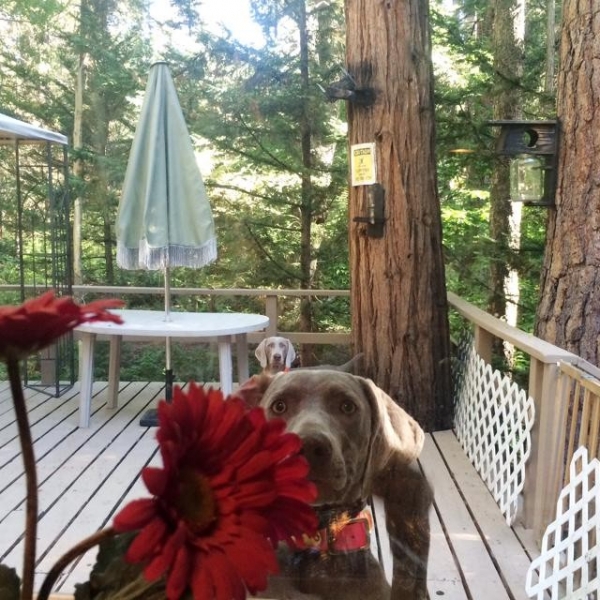 2015-08-02_www.barrettweimaraners.com_Gracie-01