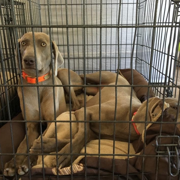 2016-06-19_www.barrettweimaraners.com_Gracie-01