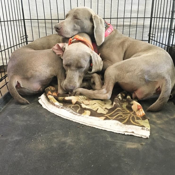 2016-07-04_www.barrettweimaraners.com_Gracie-01