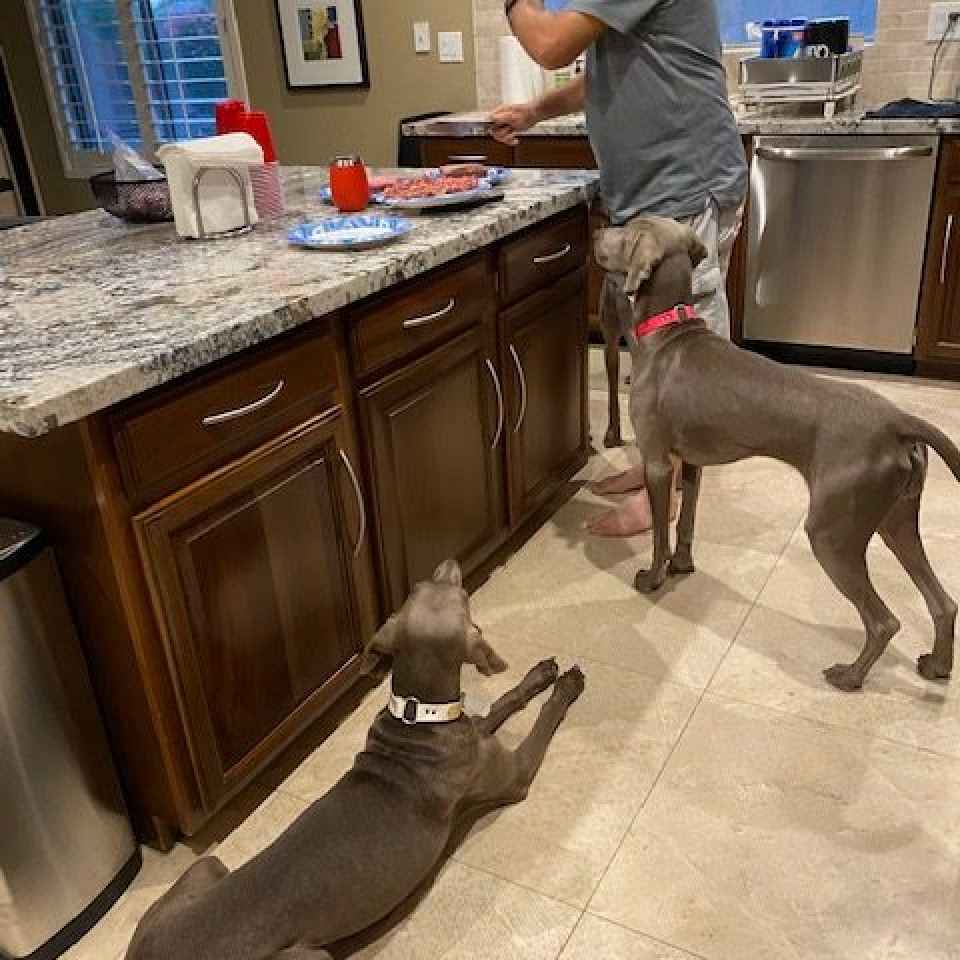 www.barrettweimaraners.com_Barrett Tearin’ offtha Two Trax_01_Waiting for Dinner