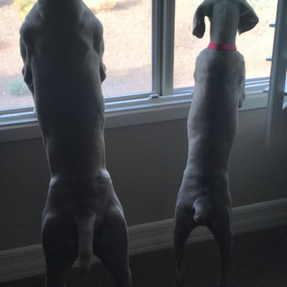 www.barrettweimaraners.com_Barrett Tearin’ offtha Two Trax_02_Looking Out the Window