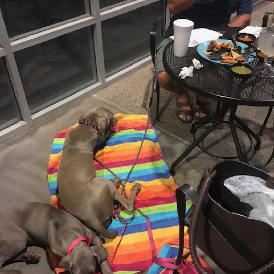 www.barrettweimaraners.com_Barrett Tearin’ offtha Two Trax_04_Lounging at a Restaurant