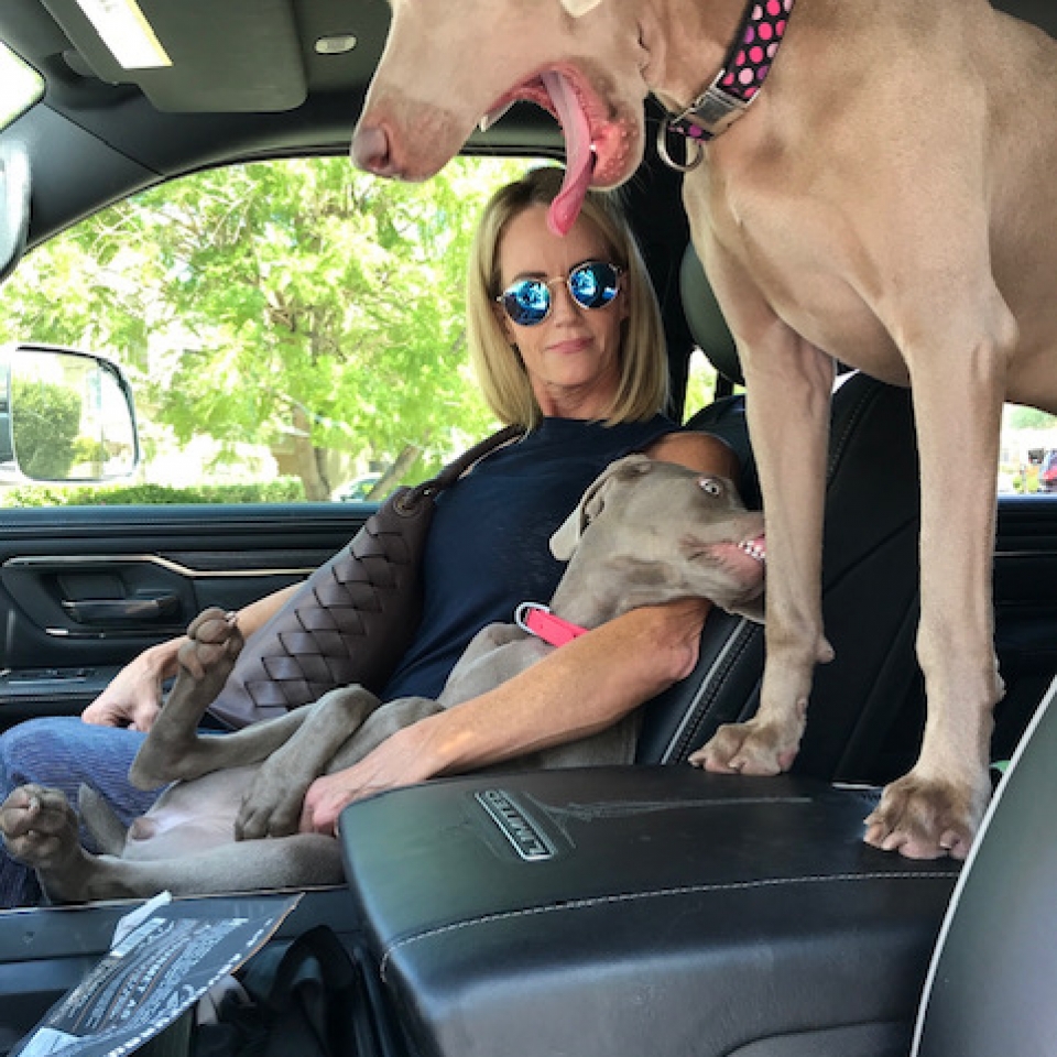 www.barrettweimaraners.com_Barrett Tearin’ offtha Two Trax_05_Car Time with Mom