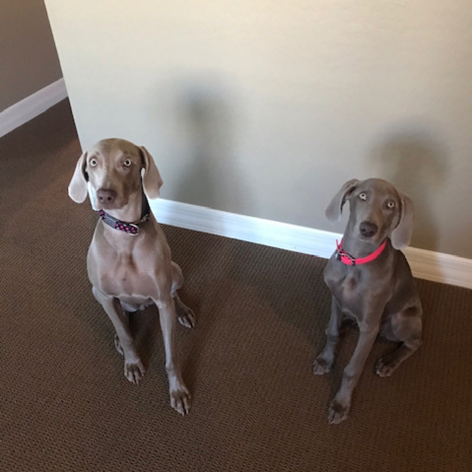 www.barrettweimaraners.com_Barrett Tearin’ offtha Two Trax_06_Harper and Tearin