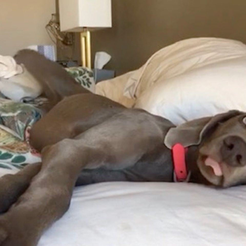 www.barrettweimaraners.com_Barrett Tearin’ offtha Two Trax_07_Tearin in Bed
