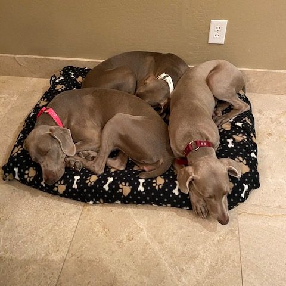 www.barrettweimaraners.com_Barrett Tearin’ offtha Two Trax_08_Tearin and her Sisters