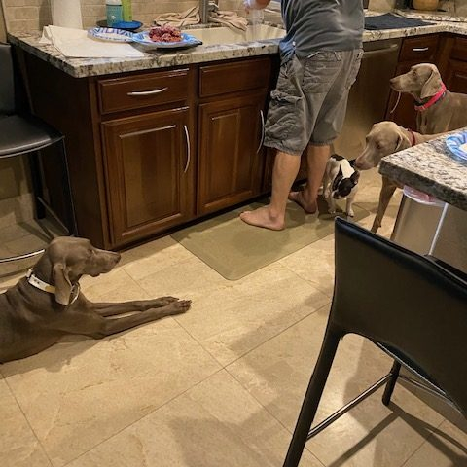 www.barrettweimaraners.com_Barrett Tearin’ offtha Two Trax_09_Tearin at Home