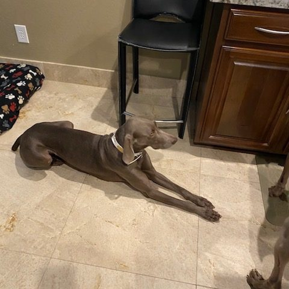 www.barrettweimaraners.com_Barrett Tearin’ offtha Two Trax_10_Tearin at Home