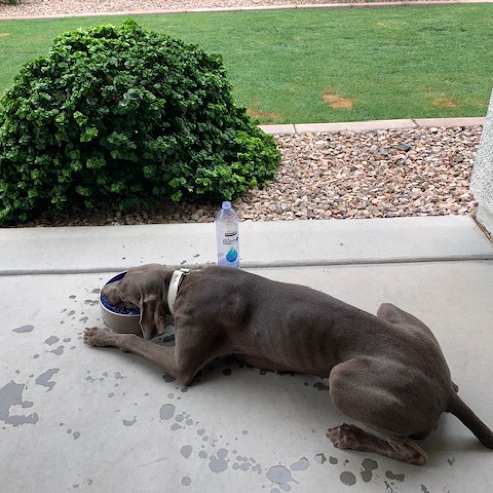 www.barrettweimaraners.com_Barrett Tearin’ offtha Two Trax_11_Tearin Drinking