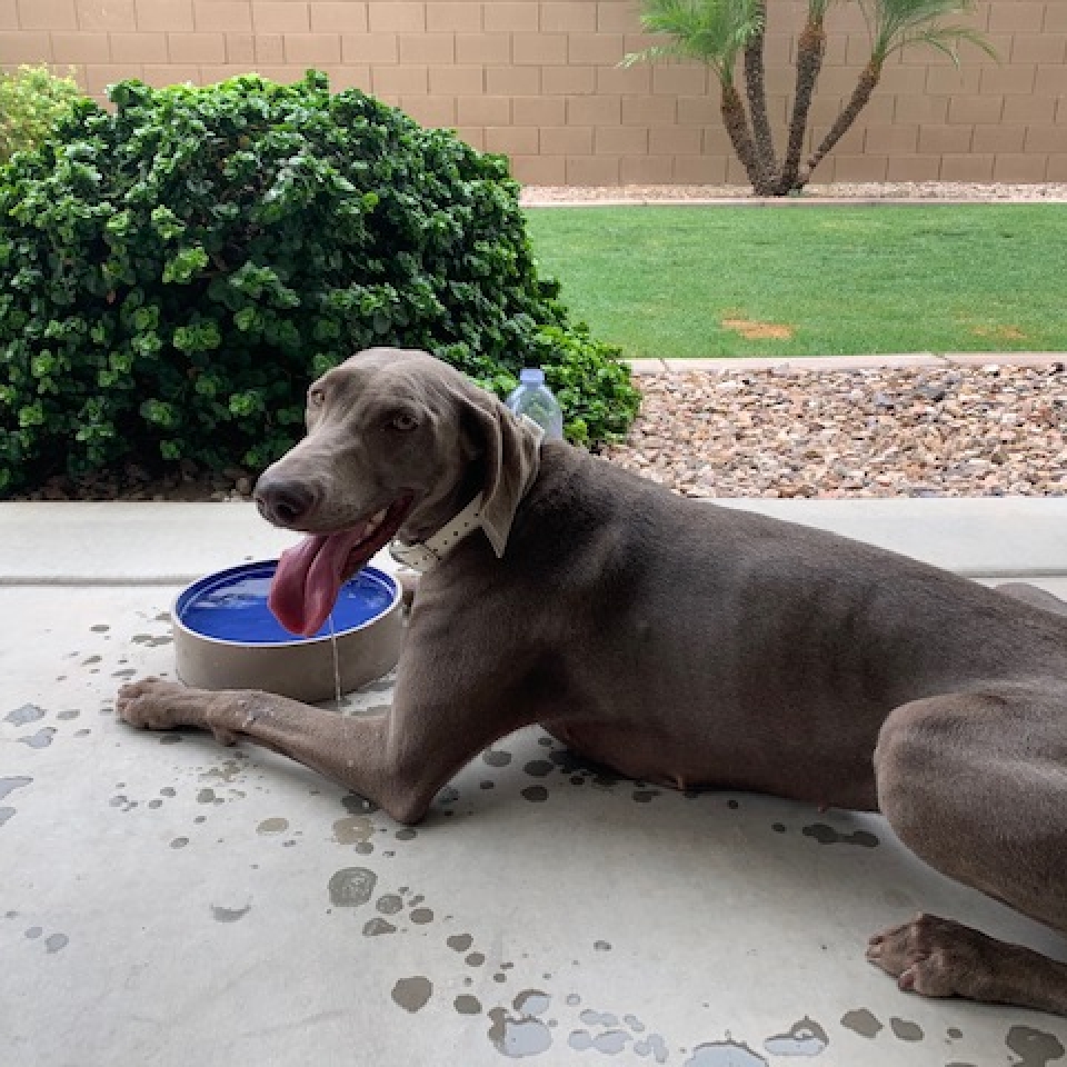 www.barrettweimaraners.com_Barrett Tearin’ offtha Two Trax_12_Tearin Drinking