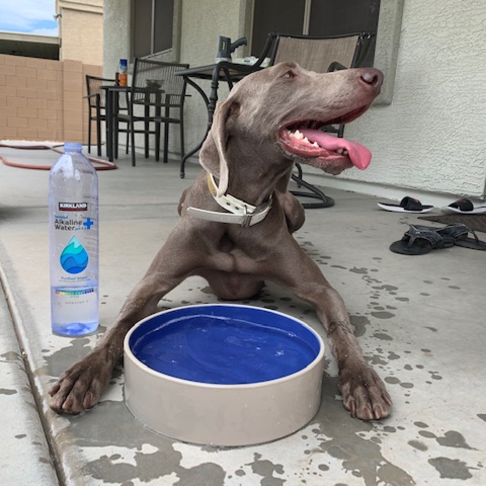 www.barrettweimaraners.com_Barrett Tearin’ offtha Two Trax_13_Tearin Drinking