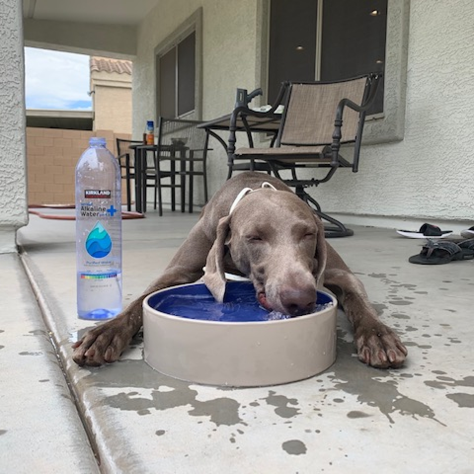 www.barrettweimaraners.com_Barrett Tearin’ offtha Two Trax_14_Tearin Drinking