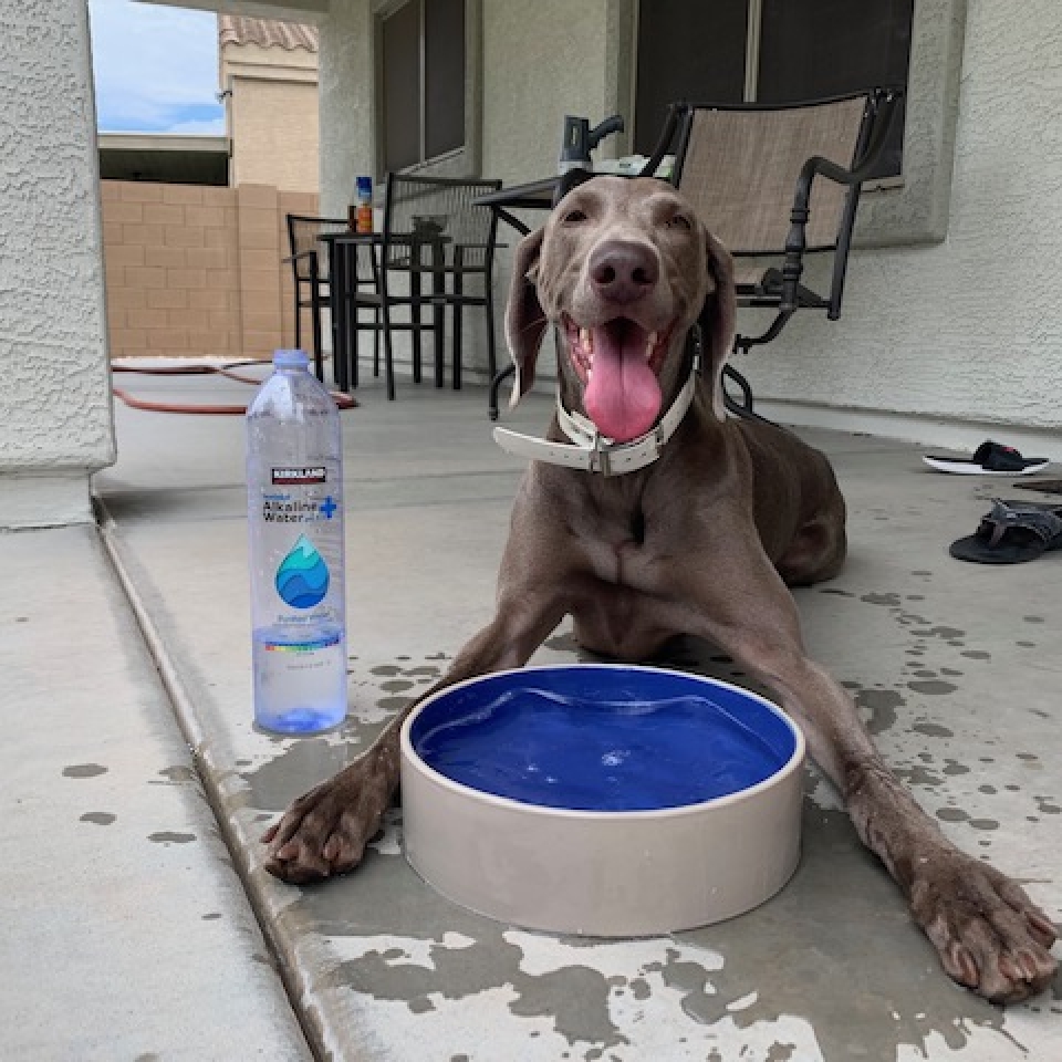 www.barrettweimaraners.com_Barrett Tearin’ offtha Two Trax_15_Tearin Drinking