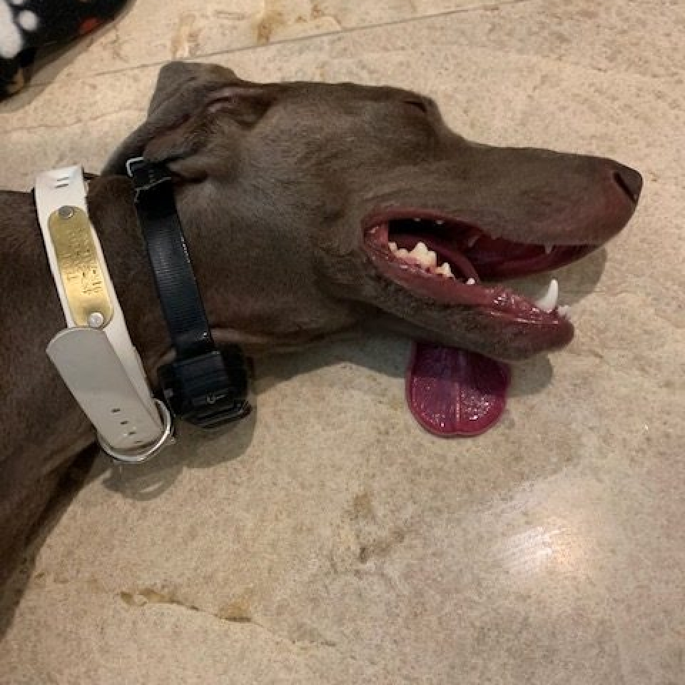 www.barrettweimaraners.com_Barrett Tearin’ offtha Two Trax_16_Tearin Sleeping