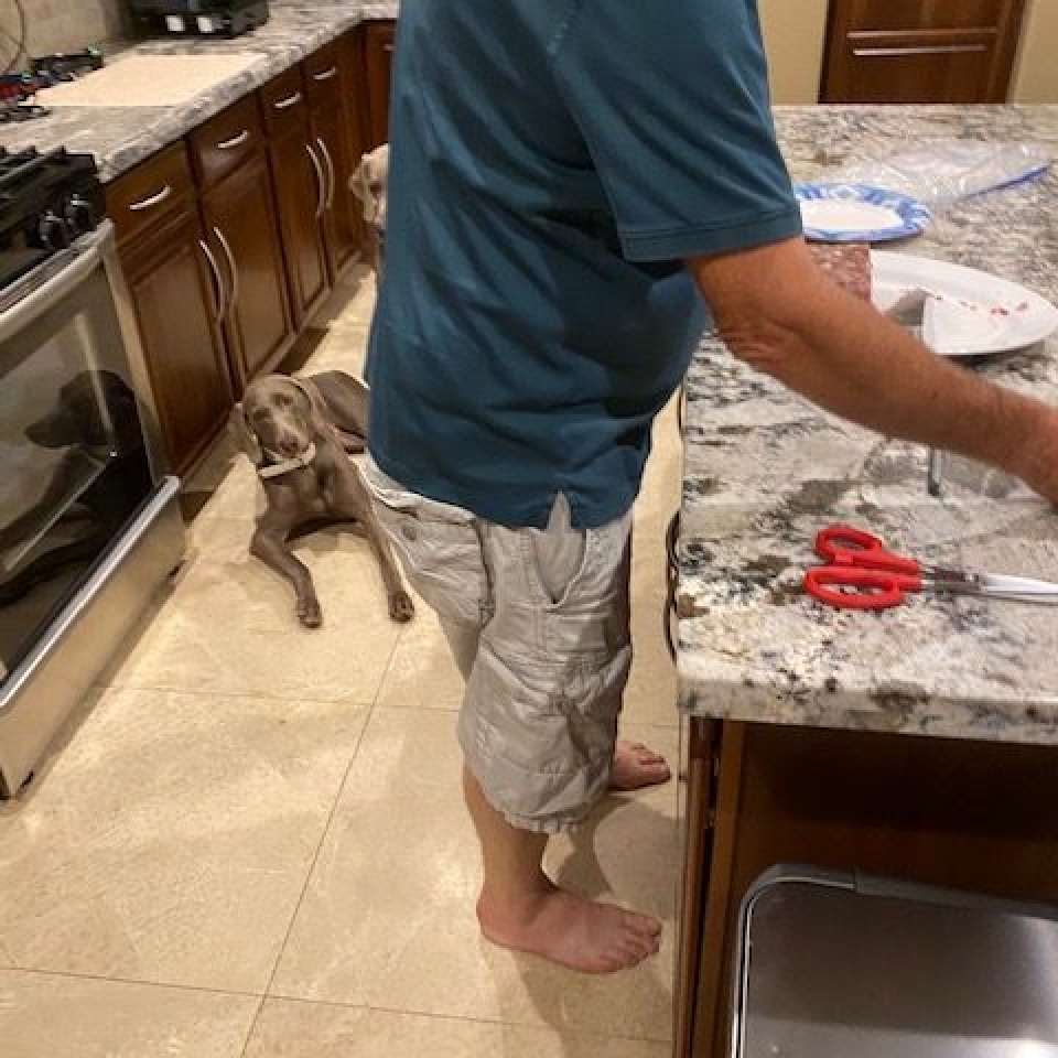 www.barrettweimaraners.com_Barrett Tearin’ offtha Two Trax_17_Waiting for Dinner