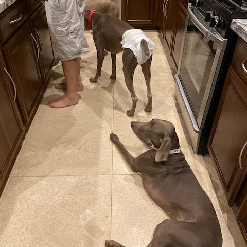 www.barrettweimaraners.com_Barrett Tearin’ offtha Two Trax_18_Waiting for Dinner