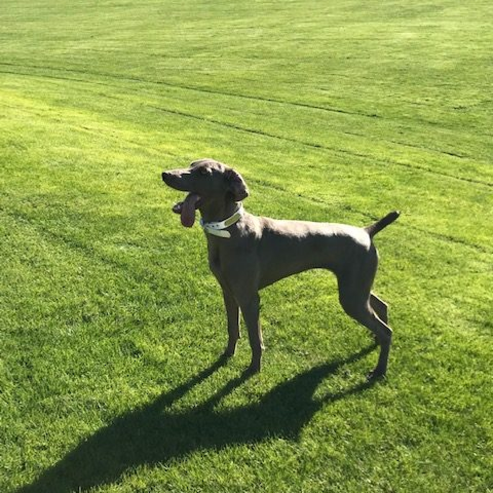 www.barrettweimaraners.com_Barrett Tearin’ offtha Two Trax_19_Outside