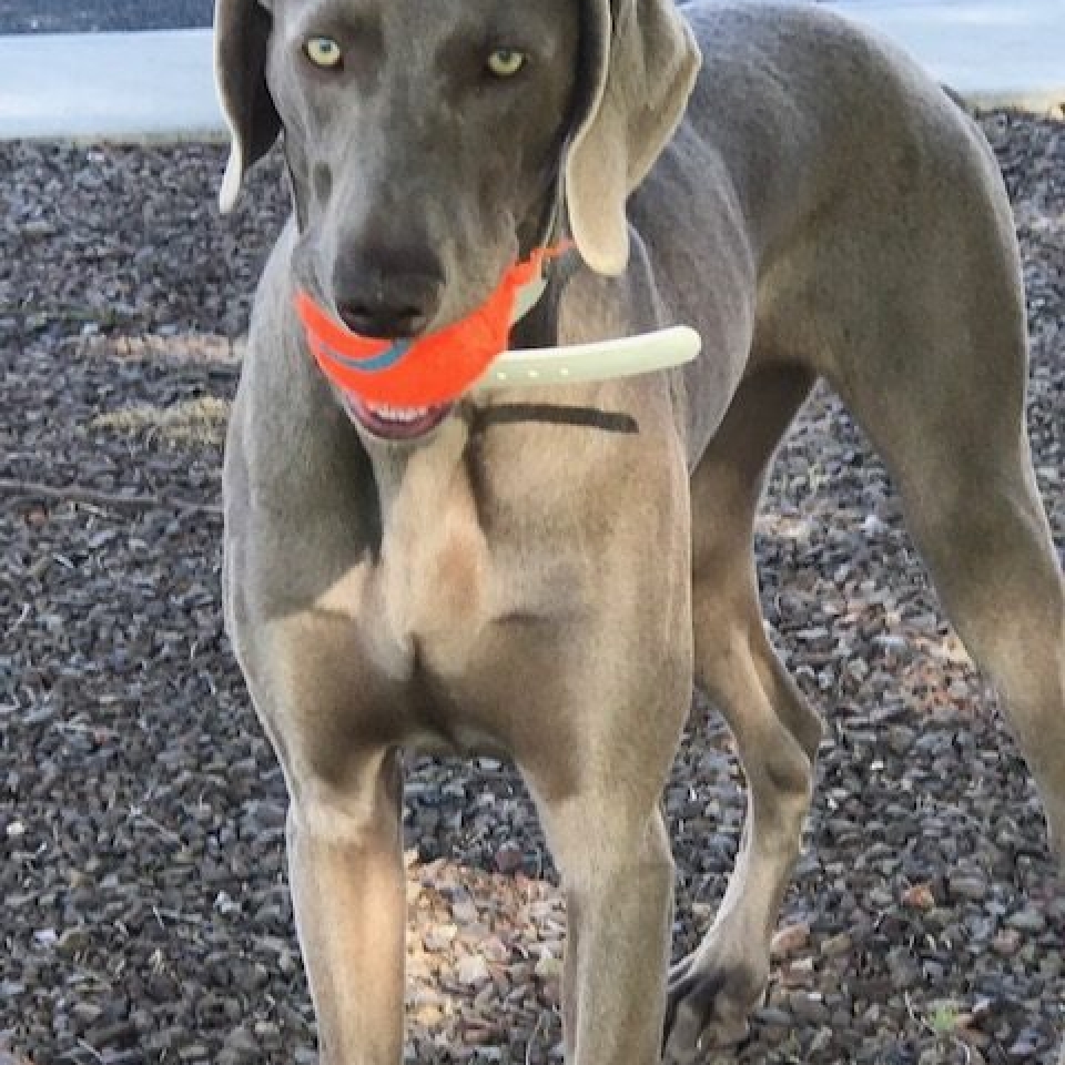 www.barrettweimaraners.com_Barrett Tearin’ offtha Two Trax_20_Ball