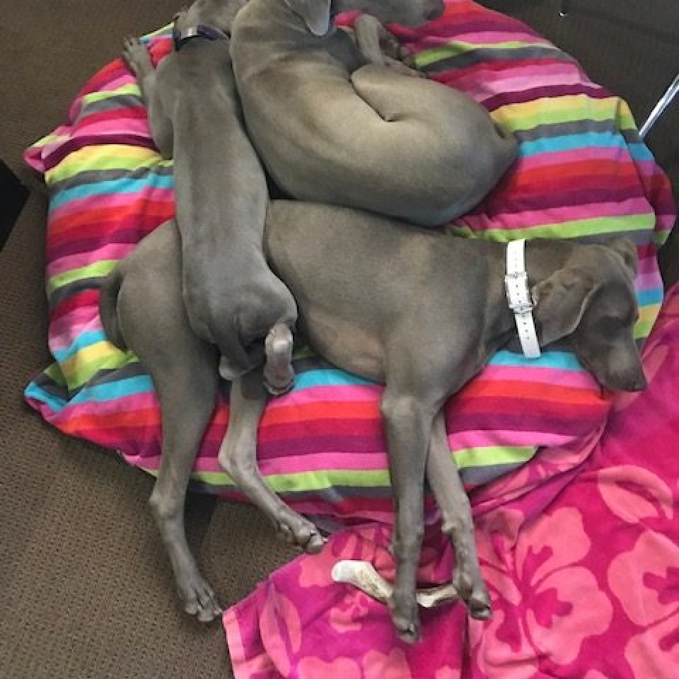 www.barrettweimaraners.com_Barrett Tearin’ offtha Two Trax_21_Sisters