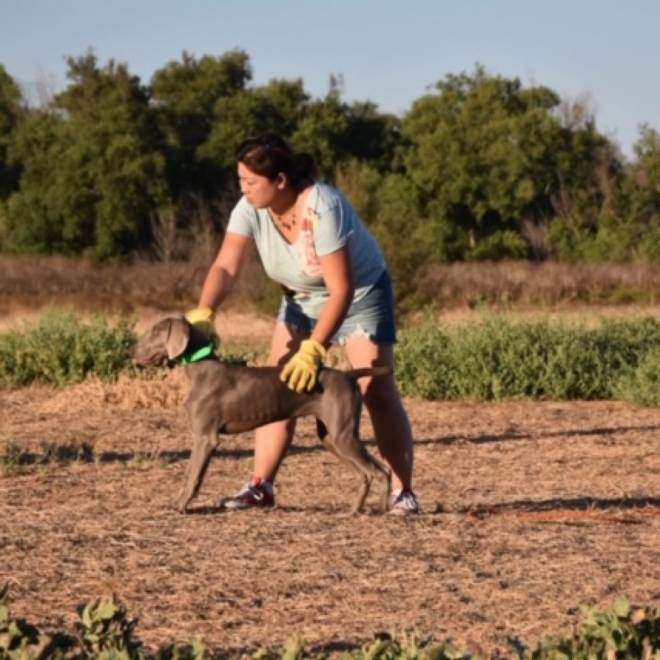 www.barrettweimaraners.com_Barrett Tearin’ offtha Two Trax_22_Summer-Camp