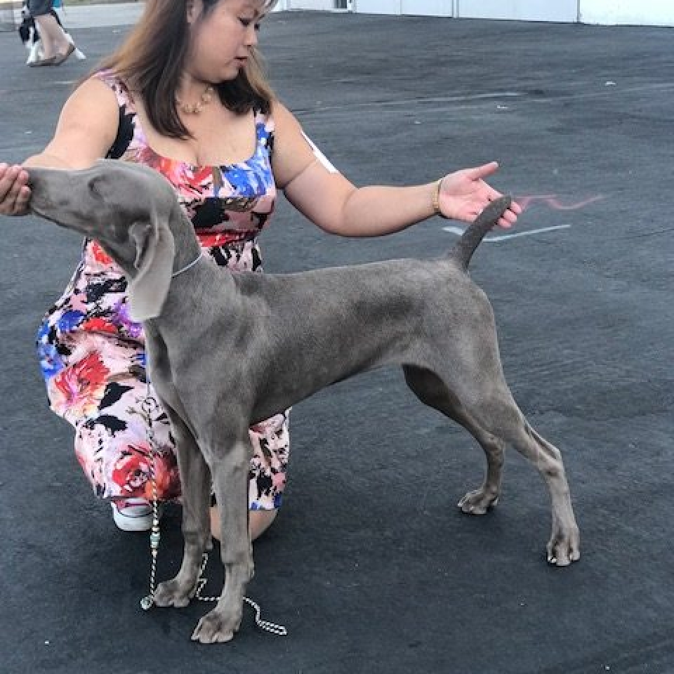 www.barrettweimaraners.com_Barrett Tearin’ offtha Two Trax_24_Show-Practice